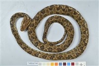 藏品(龜殼花)的圖片